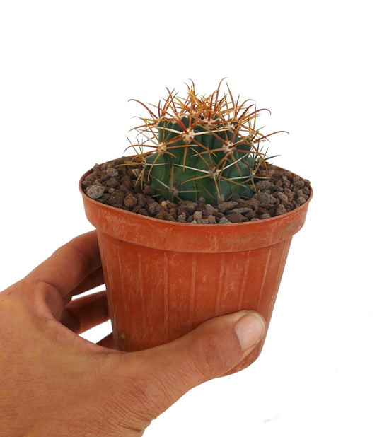 Ferocactus chrysacanthus cactus with vibrant orange and red curved spines close-up
