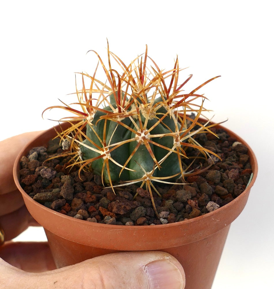 Ferocactus chrysacanthus pequeño cactus suculento con largas espinas rojo-naranja en maceta de terracota