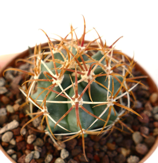 Ferocactus chrysacanthus small succulent cactus with long reddish spines in pot