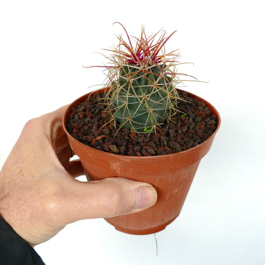 Ferocactus chrysacanthus small cactus with dense red and yellow spines in terracotta pot
