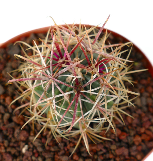 Ferocactus chrysacanthus cactus with long, colorful yellow and red spines in pot