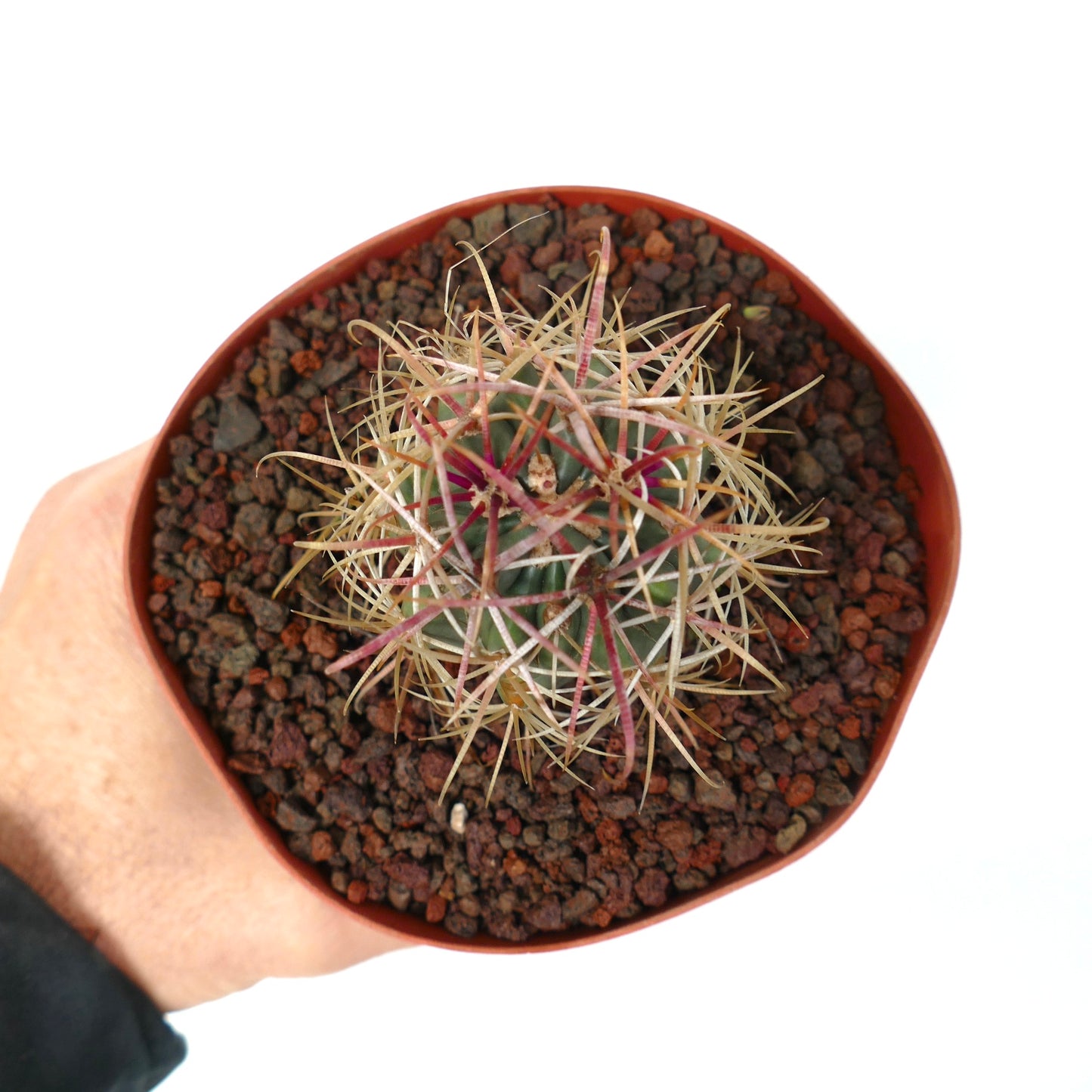 Ferocactus chrysacanthus small succulent cactus with long yellow and red spines in pot