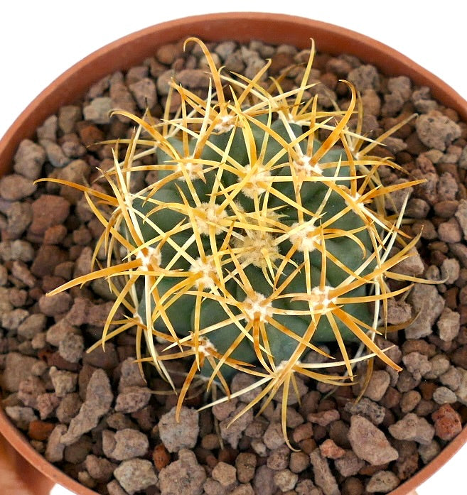 Ferocactus chrysacanthus cactus with dense golden yellow spines in terracotta pot