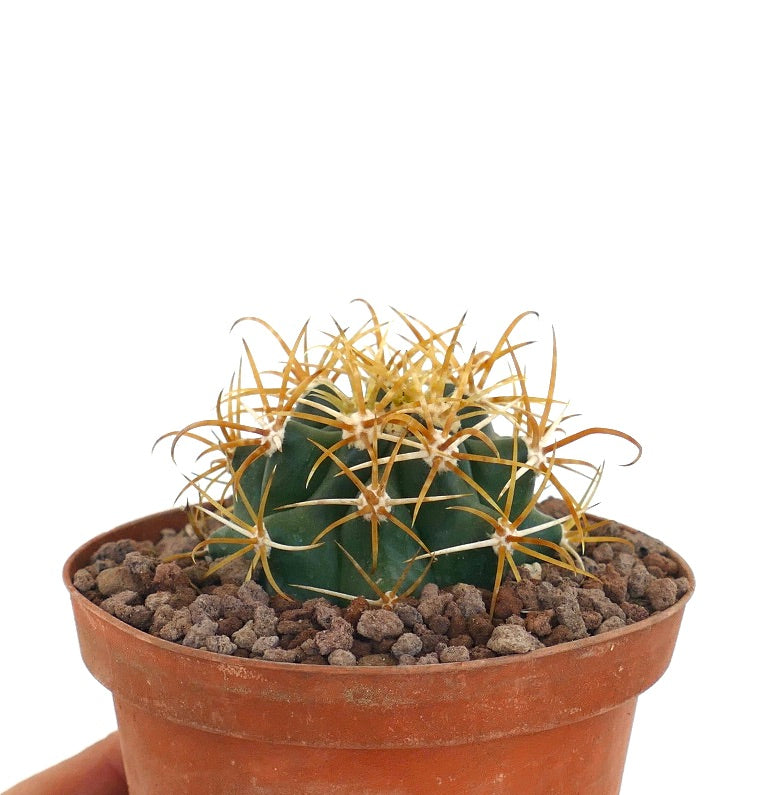 Ferocactus chrysacanthus cactus with dense, long yellow and brown spines in pot
