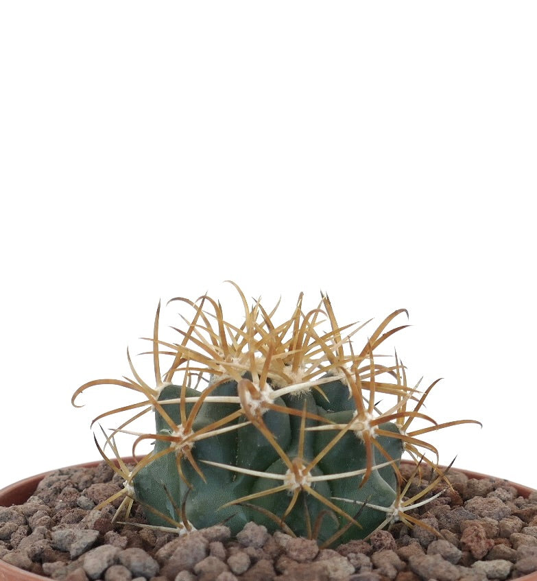 Ferocactus chrysacanthus succulent cactus with dense vibrant yellow and orange spines