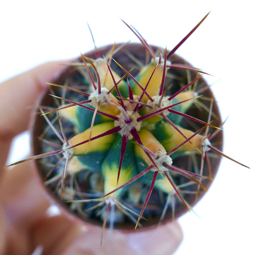 Ansicht von oben auf Ferocactus chrysacanthus gelb marmoriert, zeigt grüne und gelbe marmorierte Rippen mit langen roten und gelben Stacheln, die von wolligen Areolen ausgehen.