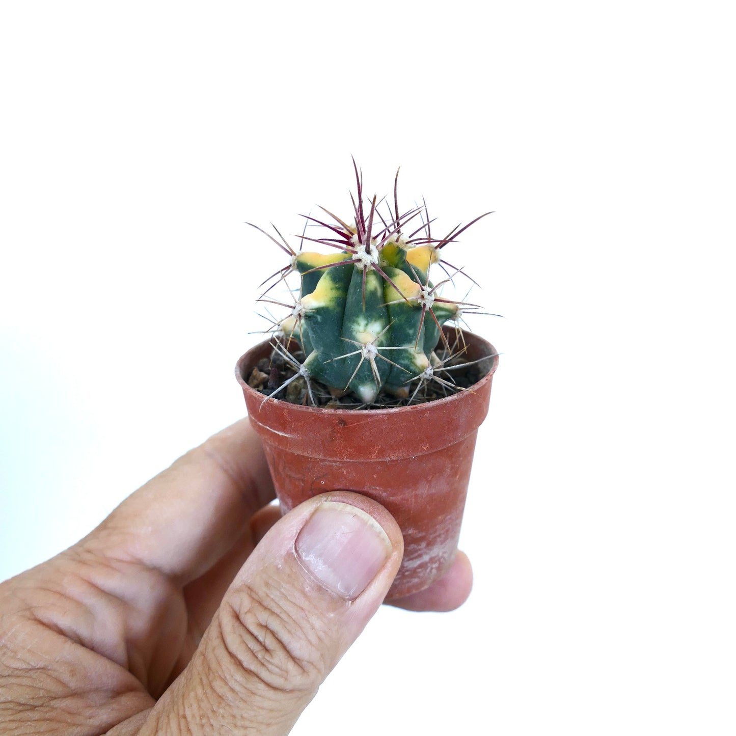 Small potted Ferocactus chrysacanthus yellow variegated cactus with distinct yellow-green marbling and prominent reddish spines, shown against a white background.