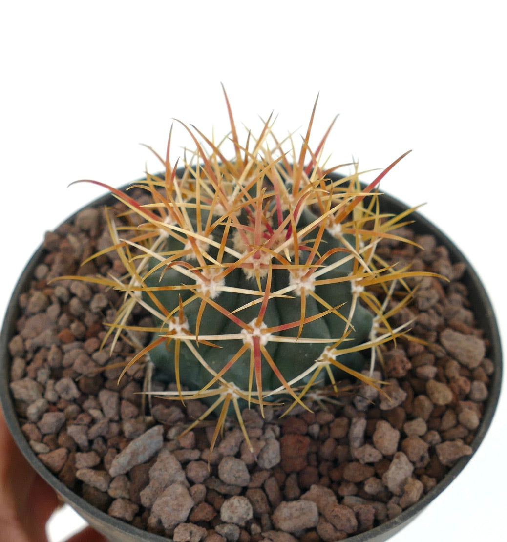 Ferocactus chrysacanthus cactus with long curved orange spines in terracotta pot