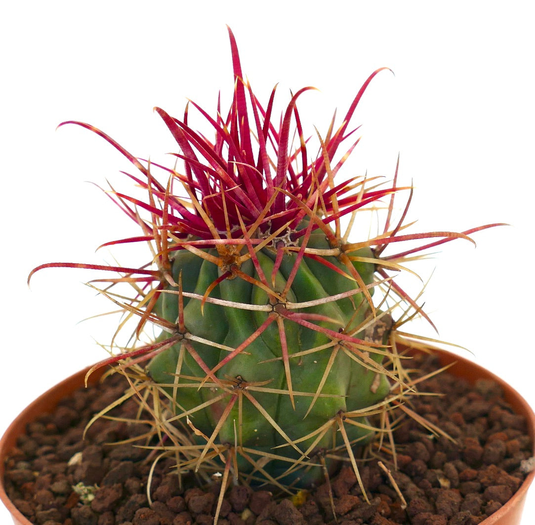 Ferocactus cylindraceus lecontei sjelden sukkulent kaktus med livlige røde pigger og grønn ribbet kropp