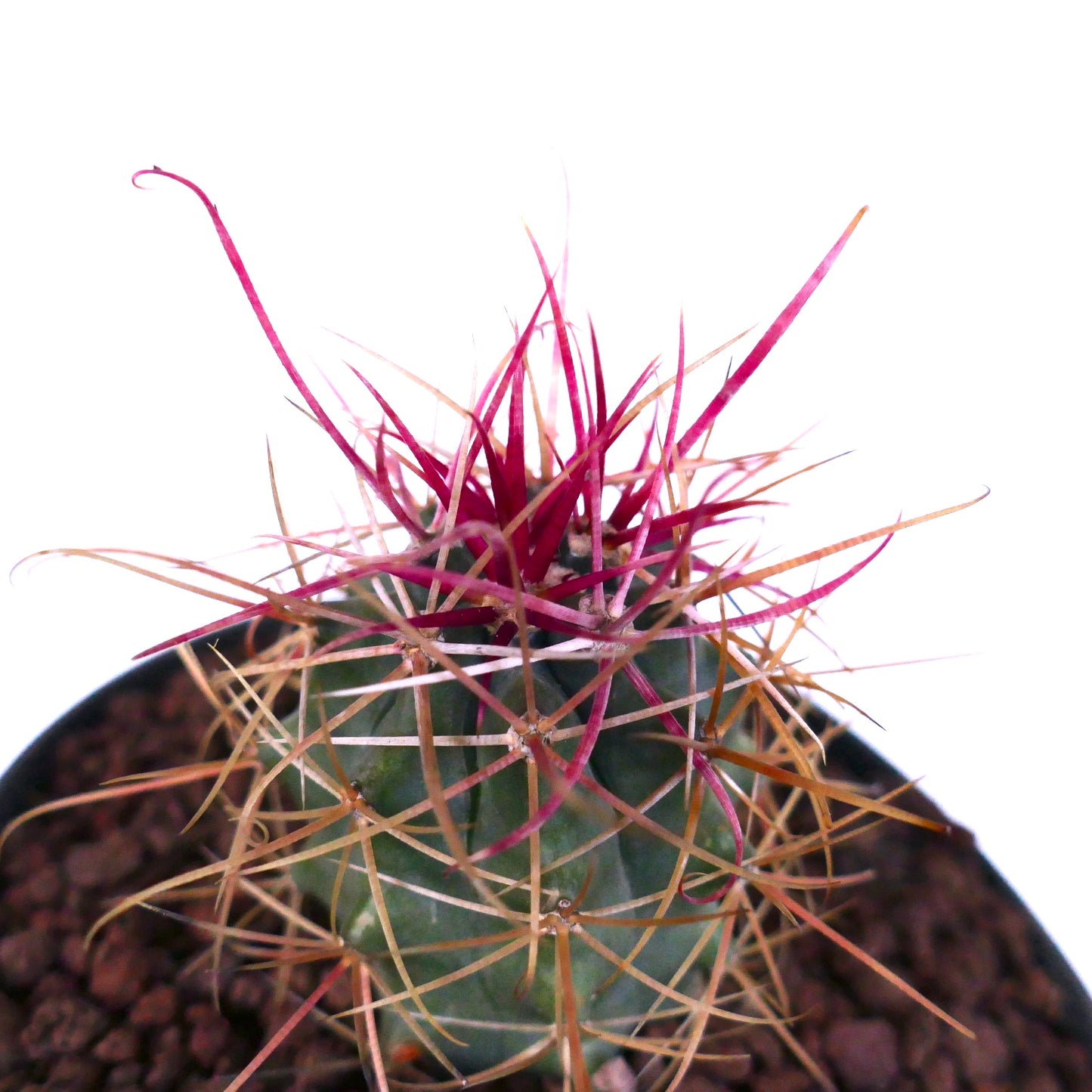Ferocactus cylindraceus var. lecontei sukkulent kaktus med livlige røde og gule torner i potte