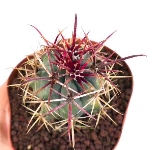 Ferocactus cylindraceus var. lecontei succulent cactus with vibrant red and yellow spines in pot