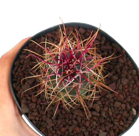 Ferocactus cylindraceus var. lecontei liten kaktus med livlige røde og gule pigger i potte