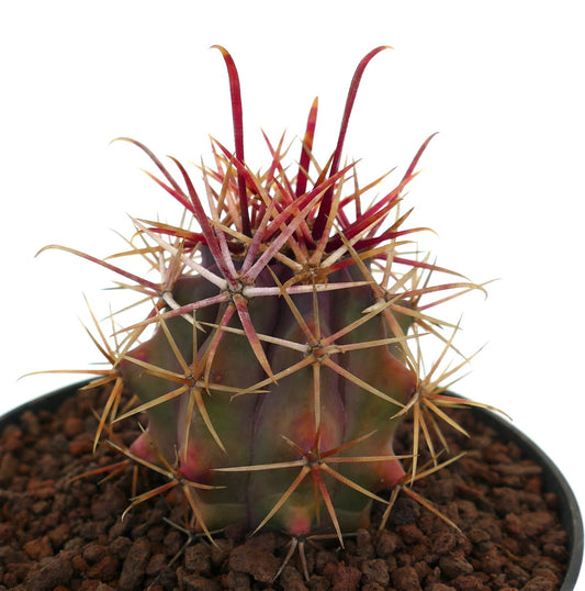 Ferocactus cylindraceus v. lecontei succulent cactus with strong red and beige spines in pot