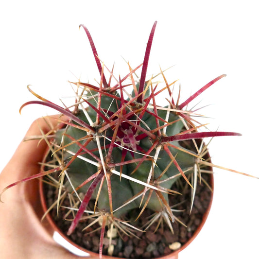 Ferocactus cylindraceus var. lecontei succulent cactus with long reddish spines and ribbed green body