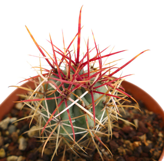 Ferocactus cylindraceus var. lecontei succulent cactus with vibrant red and yellow spines in pot