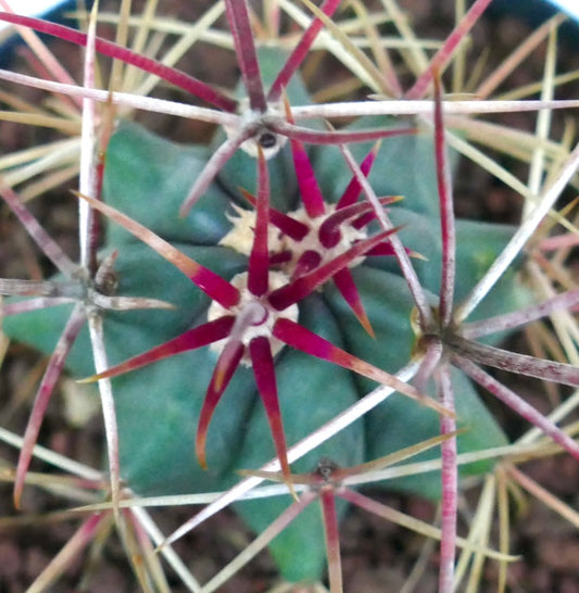 Ferocactus cylindraceus var. lecontei sukkulent kaktus med levende røde og hvite pigger, nærbilde