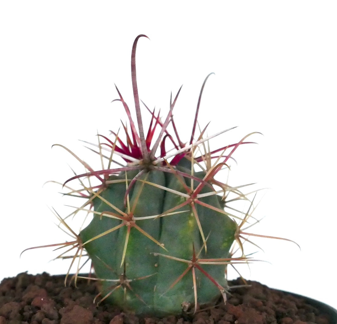 Ferocactus cylindraceus var. lecontei liten saftig kaktus med lange røde og gule pigger
