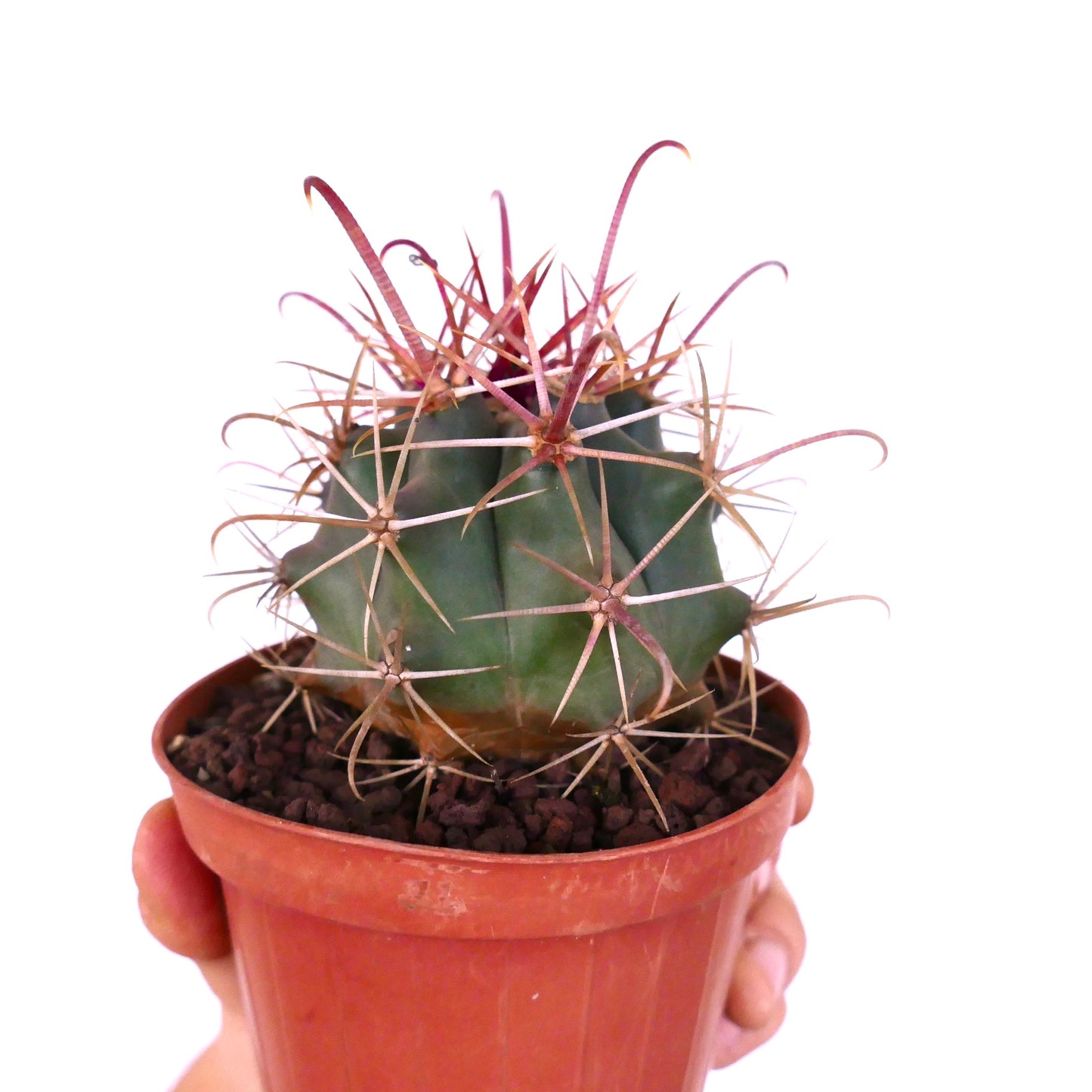 Ferocactus cylindraceus var. lecontei sukkulent kaktus med grønn ribbet kropp og lange buede rødlige torner i potte