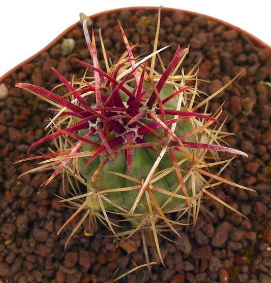 Ferocactus cylindraceus var. lecontei cactus with vibrant red and yellow strong spines in pot
