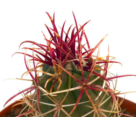 Ferocactus cylindraceus var. lecontei cactus with vibrant red spines and ribbed green body