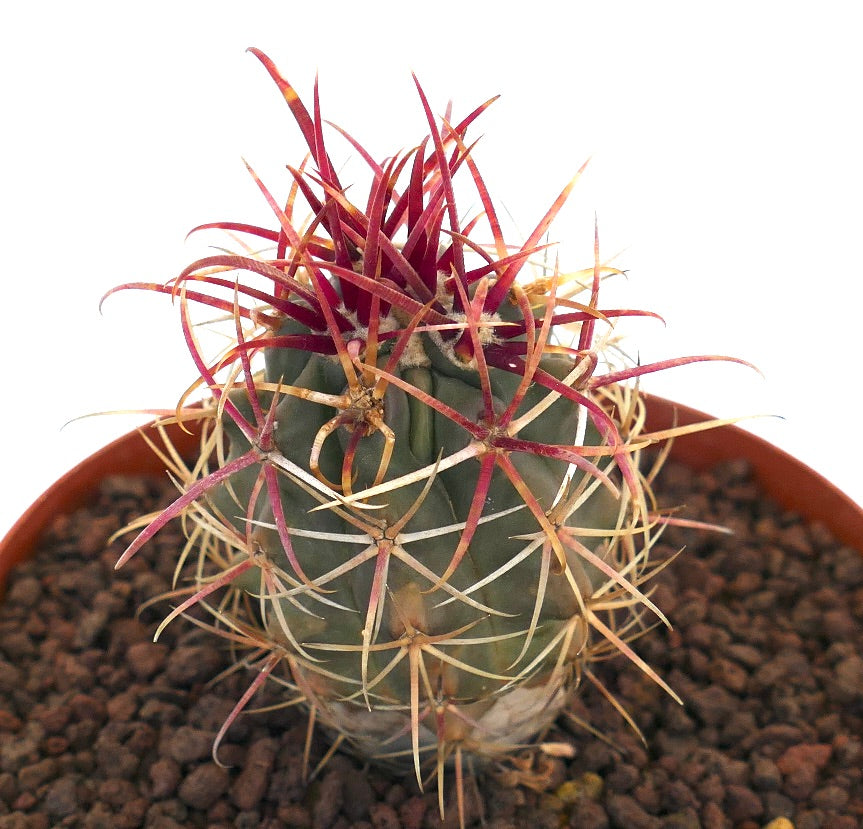 フェロカクタス・シリンドラケウス var. レコンティー 小型多肉サボテン、鉢植えで長い赤とベージュのトゲ付き