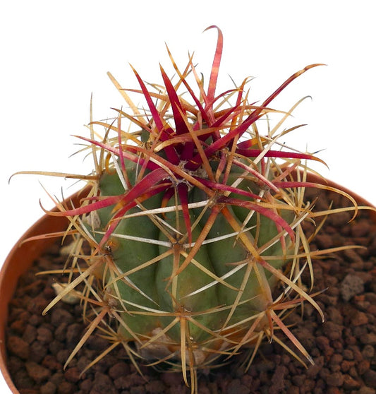 Ferocactus cylindraceus var. lecontei small cactus with vibrant red and yellow long spines in pot