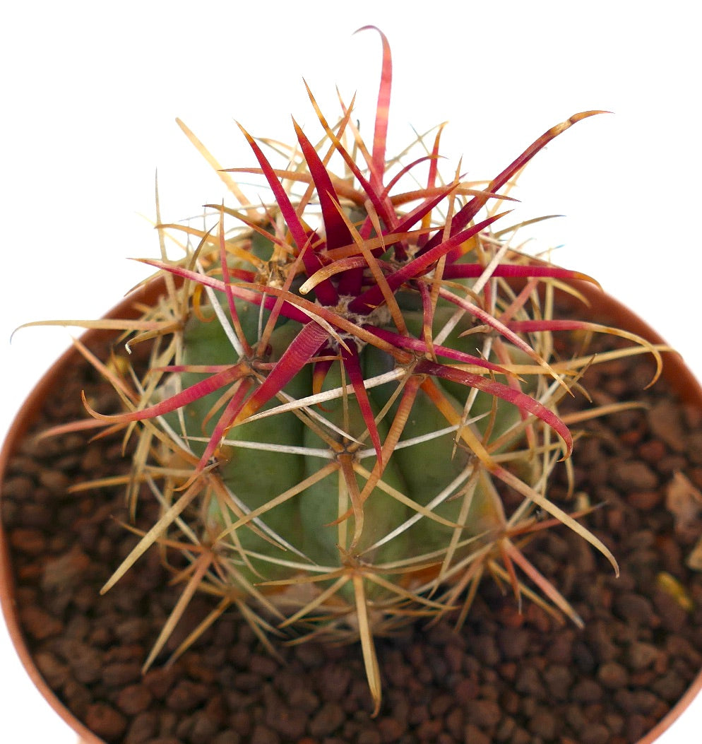 Ferocactus cylindraceus var. lecontei sukkulent kaktus med livlige røde og gule lange torner i potte