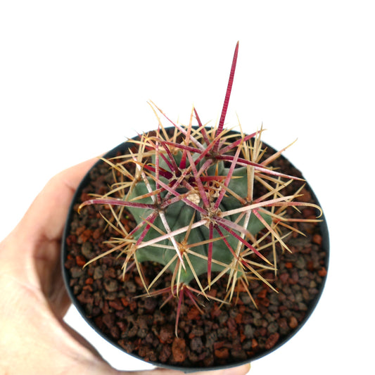 Ferocactus cylindraceus var. lecontei X rectispinus cactus with long red and yellow spines in pot
