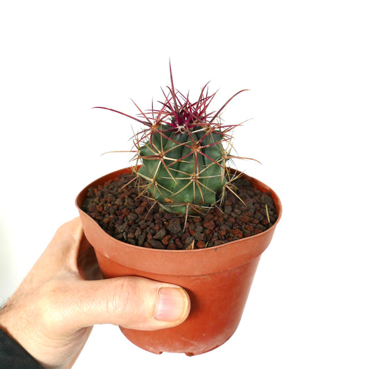 Ferocactus cylindraceus var. lecontei X rectispinus small green cactus with long reddish spines in pot