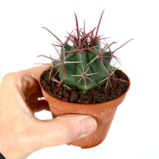 Ferocactus cylindraceus var. lecontei X rectispinus small succulent cactus with prominent red and white spines in pot