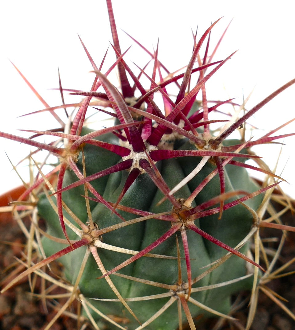 Ferocactus cylindraceus var. lecontei X rectispinus cacto com corpo verde grosso e espinhos vermelhos vibrantes