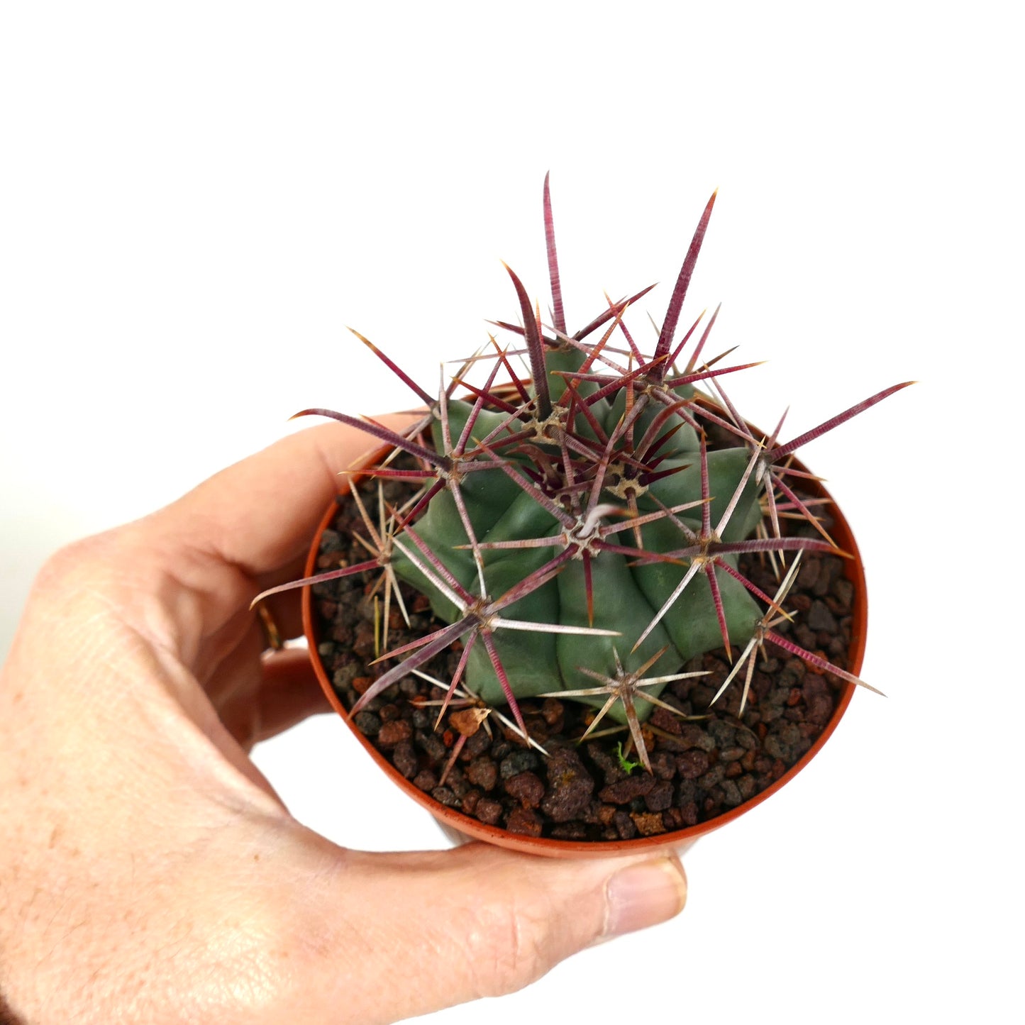 Ferocactus cylindraceus var. lecontei X rectispinus pequeno cacto suculento com longas espinhas avermelhadas em vaso