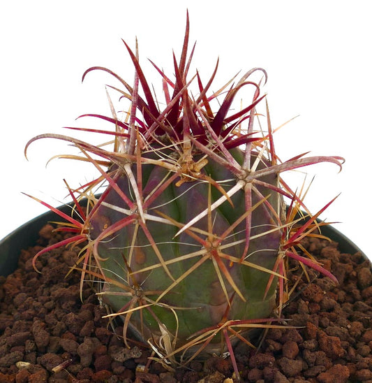 Ferocactus cylindraceus v lecontei succulent cactus with prominent red spines and rounded green body