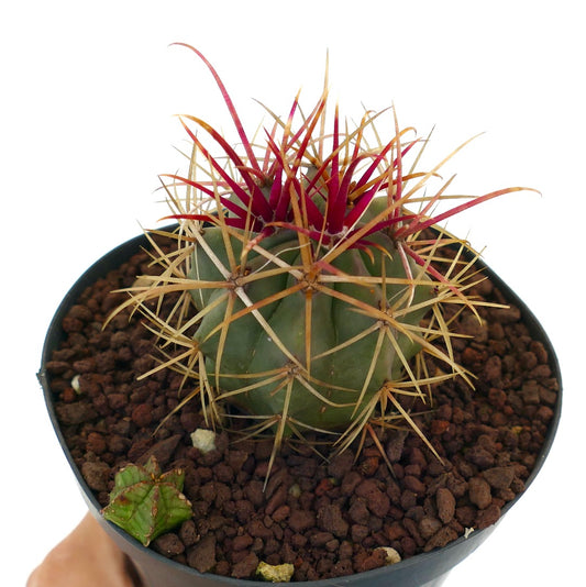 Ferocactus cylindraceus x rectispinus succulent cactus with vibrant red and yellow spines in pot