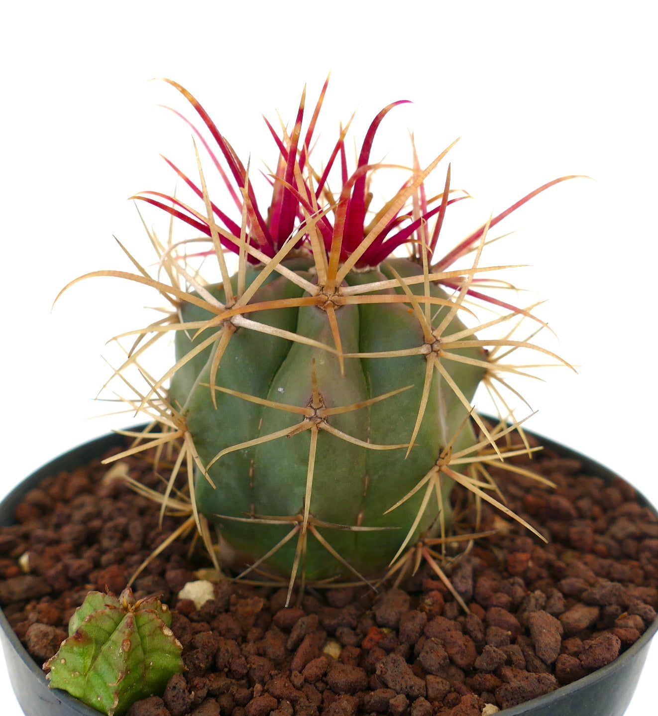 Ferocactus cylindraceus x rectispinus vetplantachtige cactus met opvallende gele en rode stekels in pot