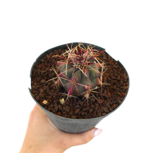 Ferocactus cylindraceus x wislizeni small succulent cactus with purple body and long spines in pot