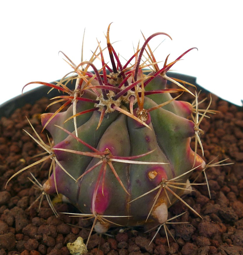 Ferocactus cylindraceus x wislizeni sukkulent kaktus med tykke pigger og lilla-grønn kropp