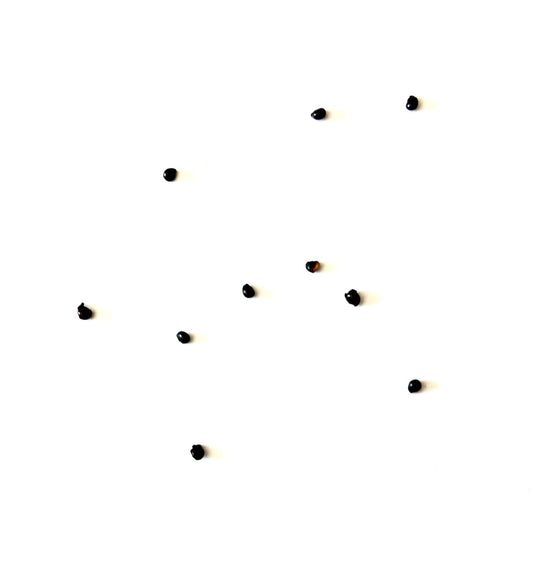Ferocactus echidne seeds scattered on white background for succulent propagation