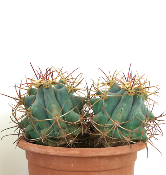 Ferocactus emoryi succulent cactus with two blue-green heads and long reddish spines in pot