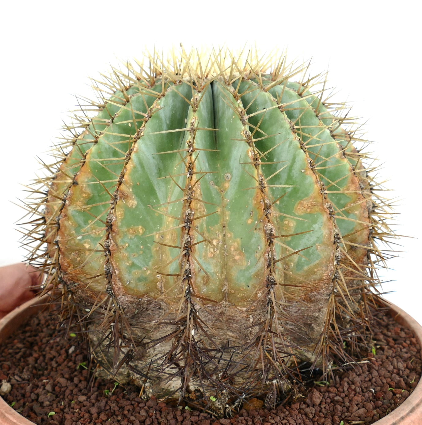 Ferocactus glaucescens succulent cactus with thick ribs and long yellowish spines in pot