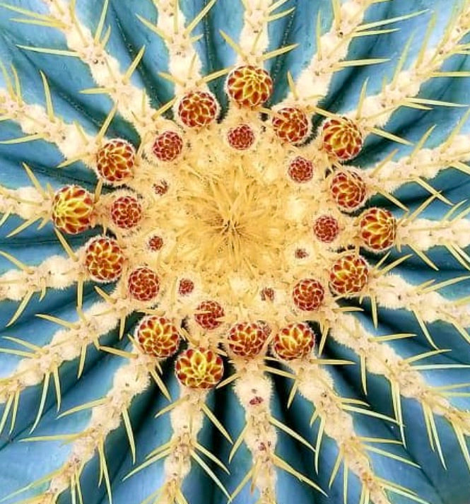Ferocactus glaucescens succulent cactus with radial yellow spines and red-tipped buds close-up