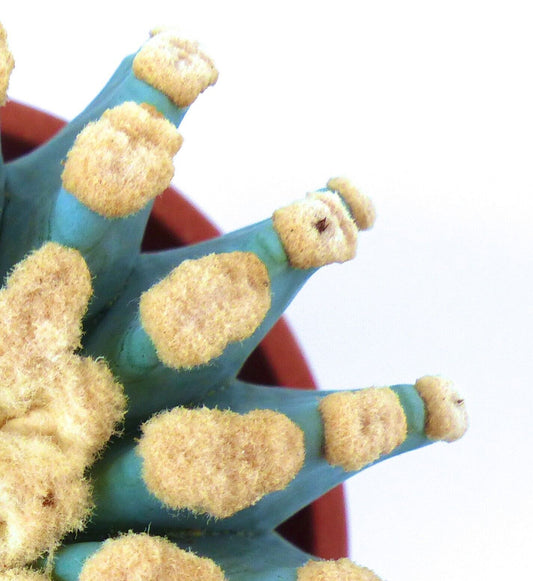 Ferocactus glaucescens cv URASAKI rare blue-green cactus with dense golden woolly areoles