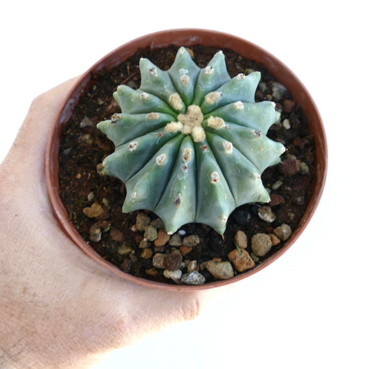 Ferocactus glaucescens succulent cactus with blue-green ribs and woolly areoles in small pot