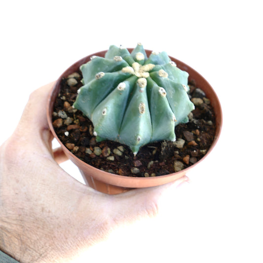 Ferocactus glaucescens cv URASAKI DA6 small blue-green ribbed cactus with woolly areoles in pot