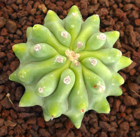 Ferocactus glaucescens cv URASAKI GYM7 succulent cactus with rounded tubercles and woolly areoles