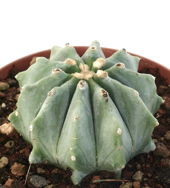 Ferocactus glaucescens suculento cacto com costelas arredondadas e areólas lanosas em vaso