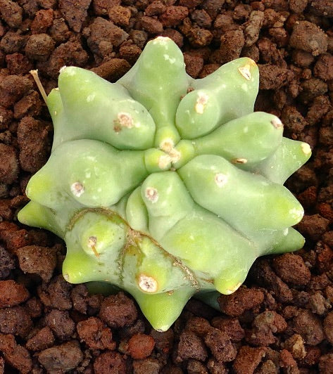 Ferocactus glaucescens succulent cactus with thick, rounded tubercles and pale green color