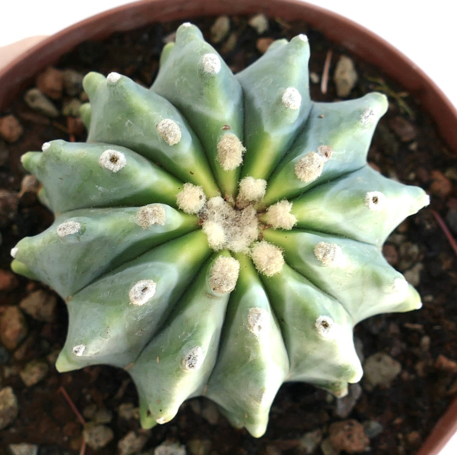 Ferocactus glaucescens suculento cactus con costillas azul verdosas y areolas blancas y lanosas