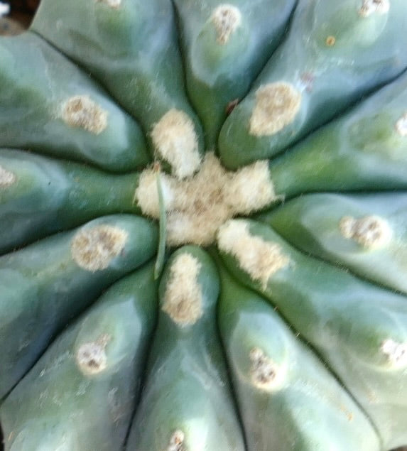 Ferocactus glaucescens cv URASAKI WW20 rare succulent cactus with blue-green ribs and woolly areoles