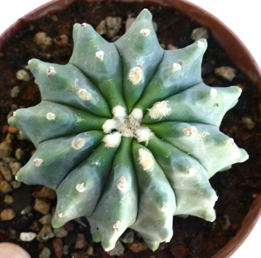 Ferocactus glaucescens succulent cactus with thick ribs and white woolly areoles in pot